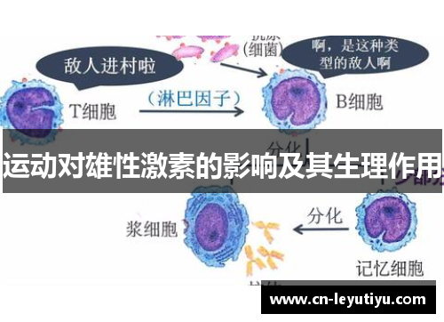 运动对雄性激素的影响及其生理作用